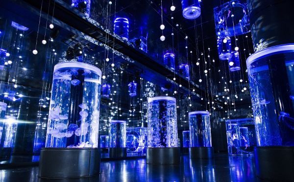 Jelly Fish Ramble　※イメージ