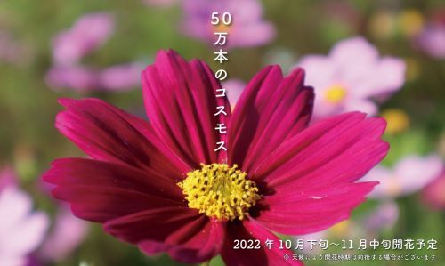 コスモス