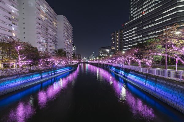 目黒川みんなのイルミネーション 1