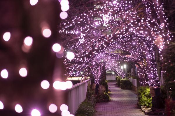 目黒川みんなのイルミネーション 2
