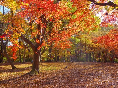 首都圏でも最大規模の品種数がそろう「カエデ園」