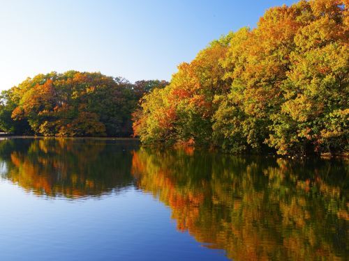 公園内の沼地との鏡写しの景色もおすすめ