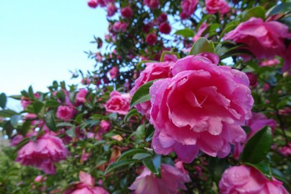 サザンカが見頃を迎える都市緑化植物園 第二苗圃を、11月19日より特別開放しています