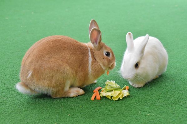 貸出画像「HANA・BIYORIのうさぎ①」