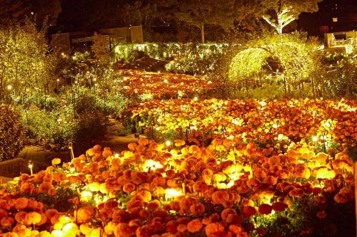 ★バラテラス 月明かりに浮かぶバラの美しさと花の川のように輝く2万輪のマリーゴールドの共演