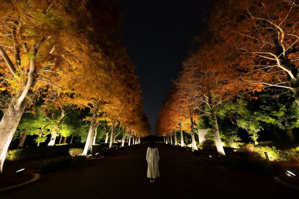 長居植物園の入り口と大池を繋ぐラクウショウ並木が光り輝く。チームラボ《生命は連続する光 - ラクウショウ》© チームラボ
