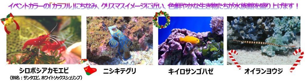 展示生物ご紹介