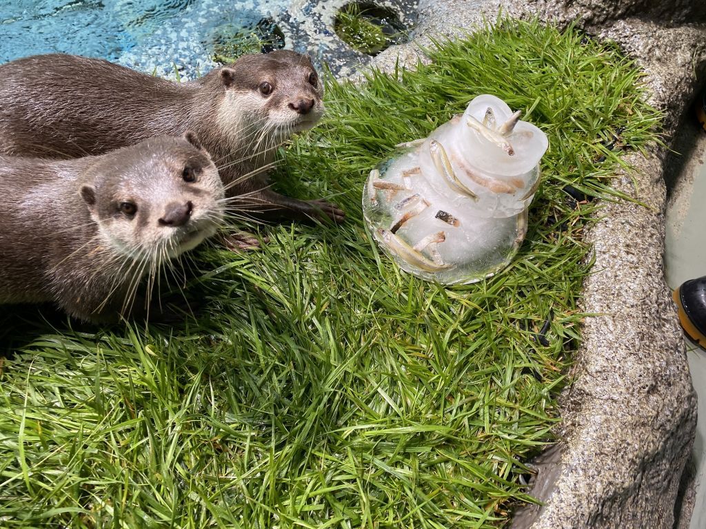 カワウソにクリスマスアイスケーキプレゼント