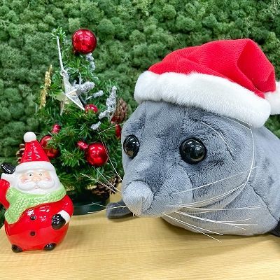 バイカルアザラシぬいぐるみクリスマスver. 2,420 円（セット内容：バイカルアザラシぬいぐるみ+サンタ帽子）