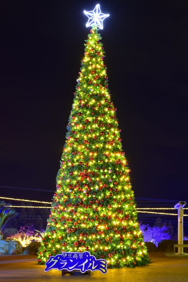 高さ6mのクリスマスツリー