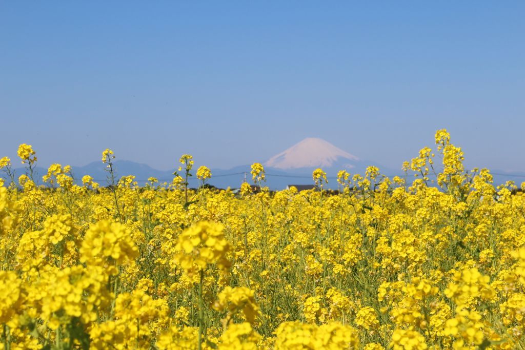 菜の花と富士山(昼間) イメージ