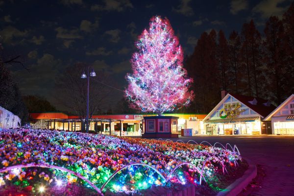 白鳥の池周辺のソメイヨシノに装飾された桜イルミネーション