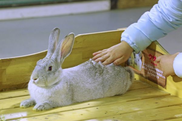 「うさモルタッチ」の様子