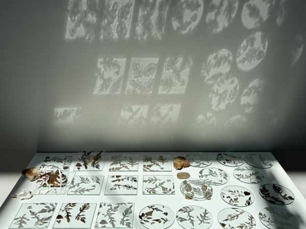 植物と光のアートイメージ1