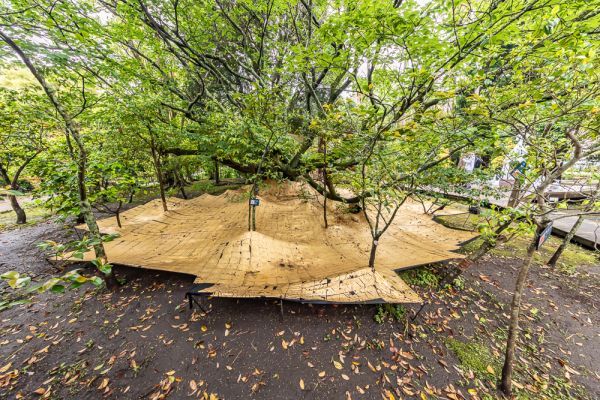 植物と光のアートイメージ2