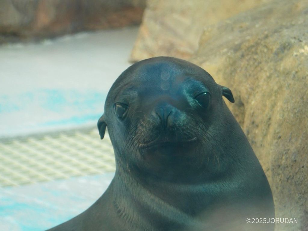 カリフォルニアアシカのオス“ジョイ”くん