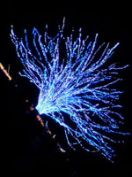「ぴ」さんからの投稿写真＠国営昭和記念公園 Winter Vista Illumination 2018