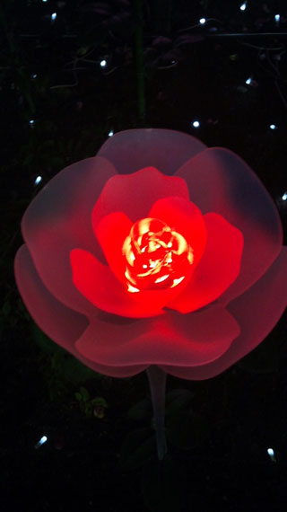 「まろさま」さんからの投稿写真＠中之島公園 バラ園（大阪）