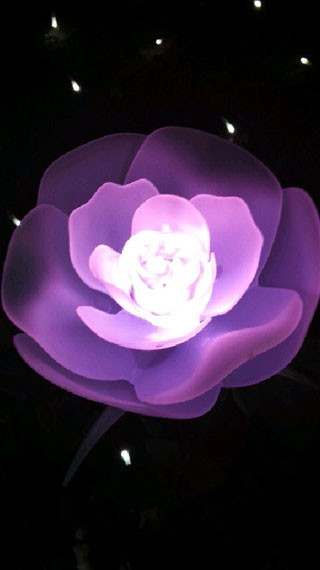 「まろさま」さんからの投稿写真＠中之島公園 バラ園（大阪）