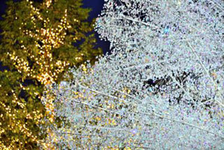 「亀楽-横太郎」さんからの投稿写真＠紀尾井町テラスハウス