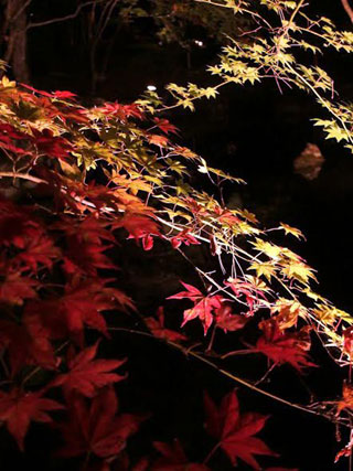 「e☆」さんからの投稿写真＠仙台 秋保 天守閣自然公園もみじライトアップ2016（宮城）