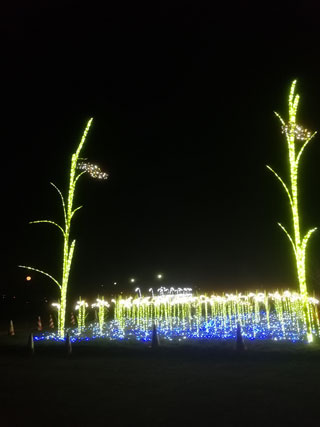 「マンゾウ」さんからの投稿写真＠かわちイルミネーション（茨城）