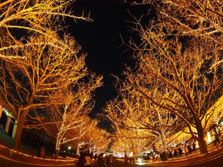 「ビート」さんからの投稿写真＠国営昭和記念公園 Winter Vista Illumination 2018