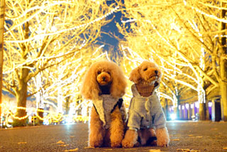 「ke-ko」さんからの投稿写真＠国営昭和記念公園 Winter Vista Illumination 2018