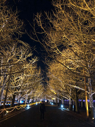 「けろ」さんからの投稿写真＠国営昭和記念公園 Winter Vista Illumination 2018