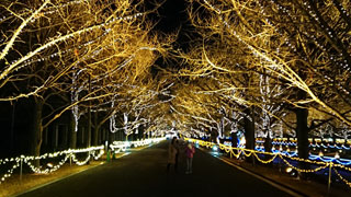 「海夕」さんからの投稿写真＠国営昭和記念公園 Winter Vista Illumination 2018