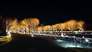 「海夕」さんからの投稿写真＠国営昭和記念公園 Winter Vista Illumination 2018