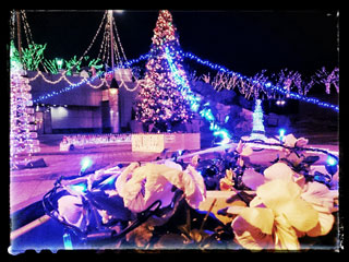 「hariplus」さんからの投稿写真＠つくば光の森