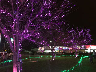 「massae」さんからの投稿写真＠新木戸大銀杏公園「大銀杏イルミネーション」