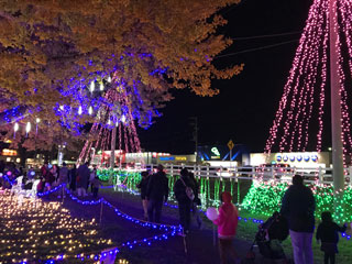 「とみちゃん」さんからの投稿写真＠新木戸大銀杏公園「大銀杏イルミネーション」