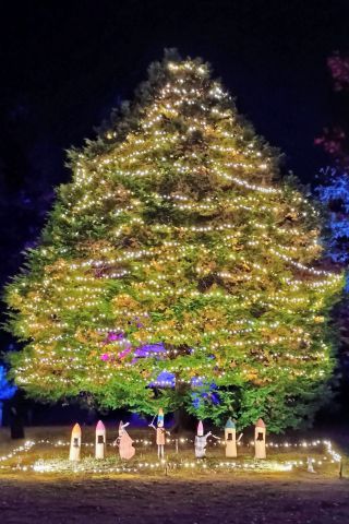 「あつし」さんからの投稿写真＠国営武蔵丘陵森林公園スターライトイルミネーション