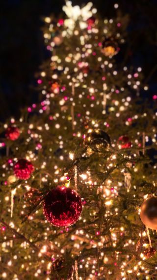 「ぴのこ」さんからの投稿写真＠軽井沢高原教会 星降る森のクリスマス