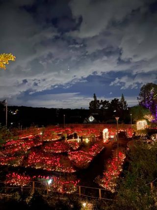 「yusuke」さんからの投稿写真＠【初開催】はなぶん サンクスイルミ～旅うさぎと光の国～