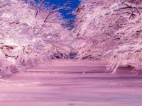 冬に咲くさくらライトアップの写真