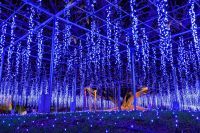 あしかがフラワーパーク「光の花の庭」の写真