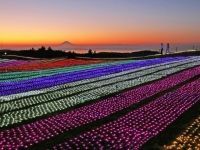 マザー牧場 イルミネーション 光の花園の写真