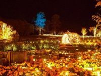 いばらきフラワーパーク 「Moonlight Rose Garden」の写真