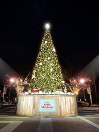 Colton Fluffy Christmasの写真