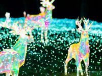 Wonder Night Hill （堺・緑のミュージアム ハーベストの丘）の写真