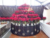 広島市植物公園 花と光のページェントの写真
