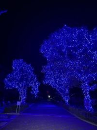 とべZOOイルミネーションの写真