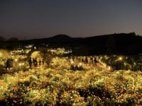 いばらきフラワーパーク Moonlight Rose Gardenの写真