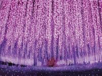 あしかがフラワーパーク「光の花の庭」の写真