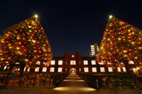 立教大学 クリスマスイルミネーションの写真