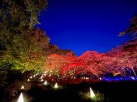 国営武蔵丘陵森林公園 紅葉見ナイト～光と森のStory第2章の写真