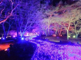 国営武蔵丘陵森林公園スターライトイルミネーション写真１